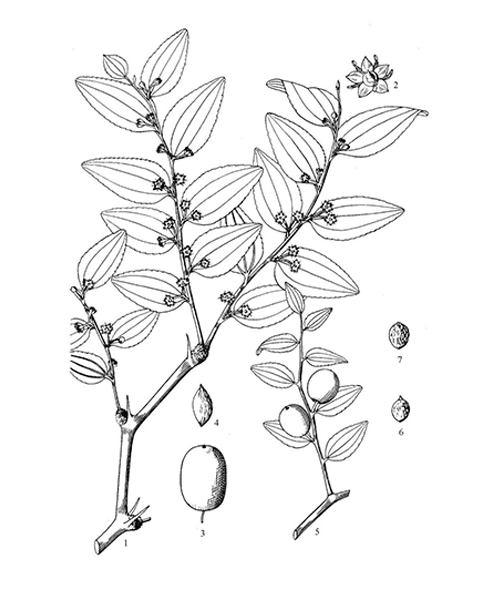 Natural compounds from  Ziziphus jujuba var. spinosa